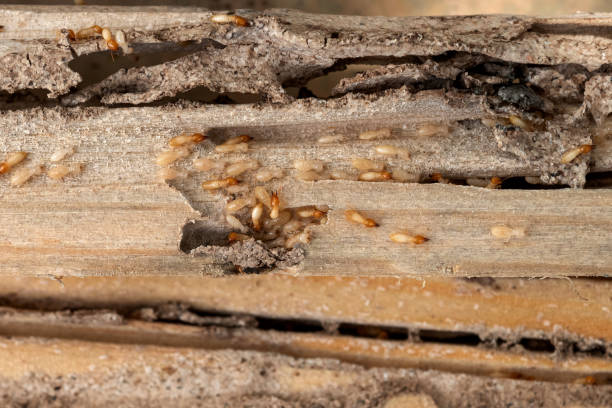Best Rat Extermination Near Me  in Oakwood, IL