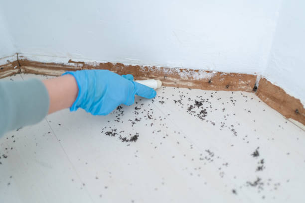 Best Spider Control Near Me  in Oakwood, IL